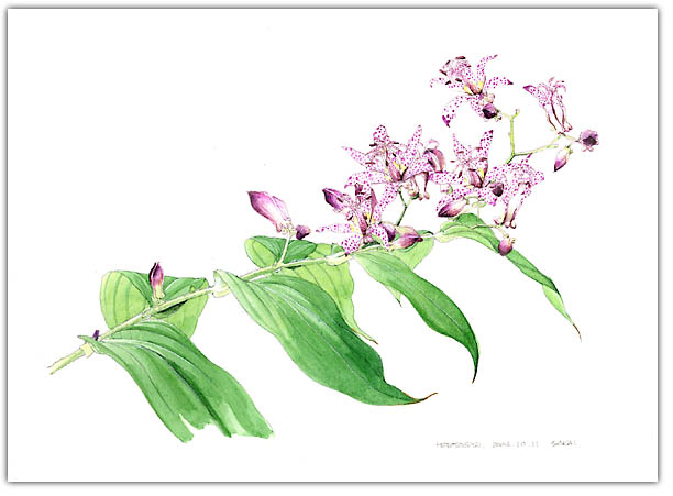 ホトトギスの水彩画　ボタニカルアート
