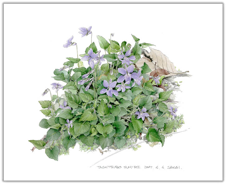 タチツボスミレの水彩画　ボタニカルアート