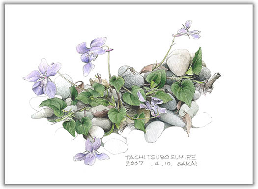タチツボスミレの水彩画　ボタニカルアート