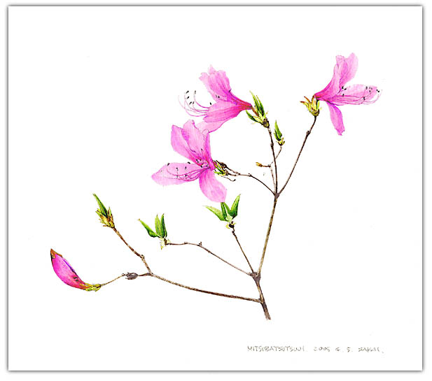 ミツバツツジの水彩画　ボタニカルアート