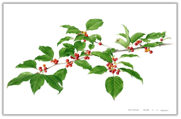 アオハダの水彩画　ボタニカルアート