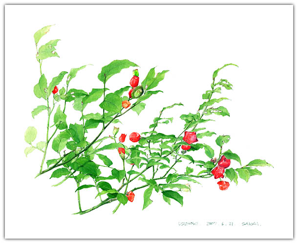 ウスノキの水彩画　ボタニカルアート