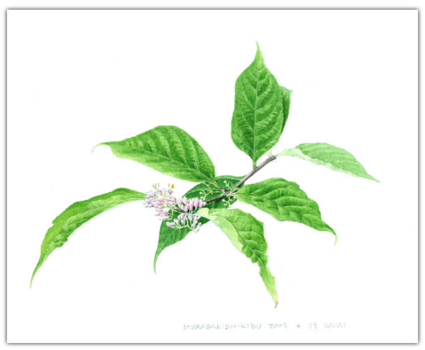 ムラサキシキブの水彩画　ボタニカルアート