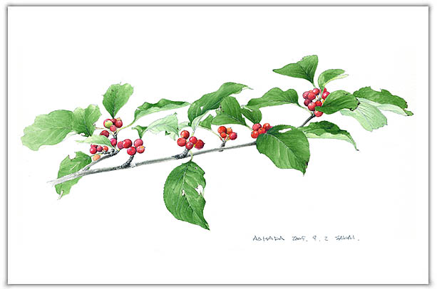 アオハダの水彩画　ボタニカルアート