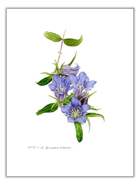 リンドウの水彩画　ボタニカルアート