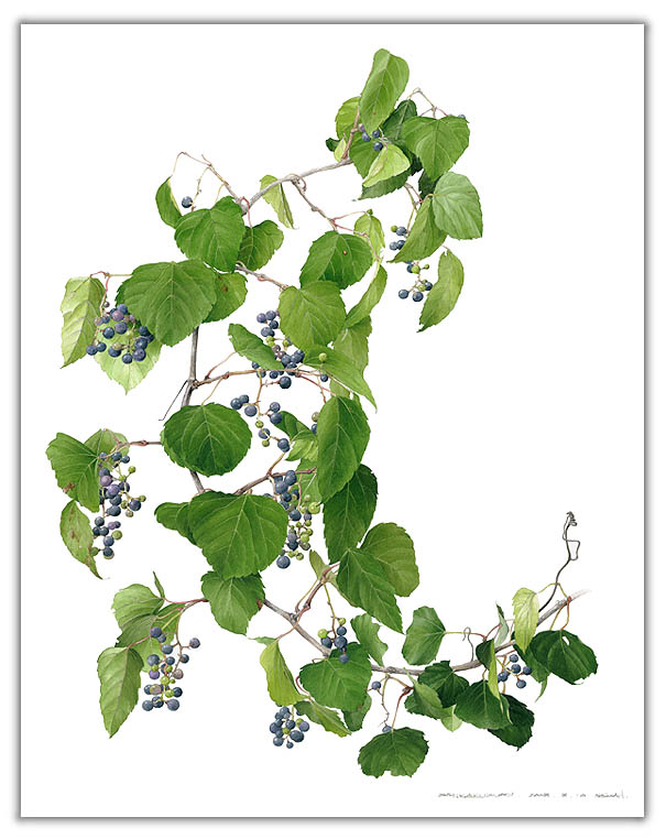 サンカクヅルの水彩画　ボタニカルアート