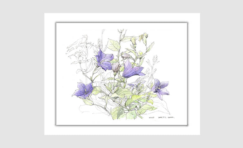 水彩画スケッチ watercolor sketch「キキョウ」