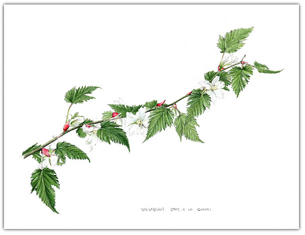 ナガバモミジイチゴの水彩画　ボタニカルアート