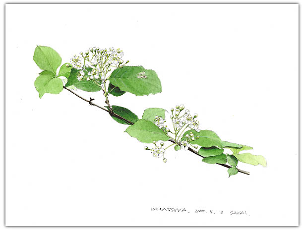 カマツカの水彩画　ボタニカルアート