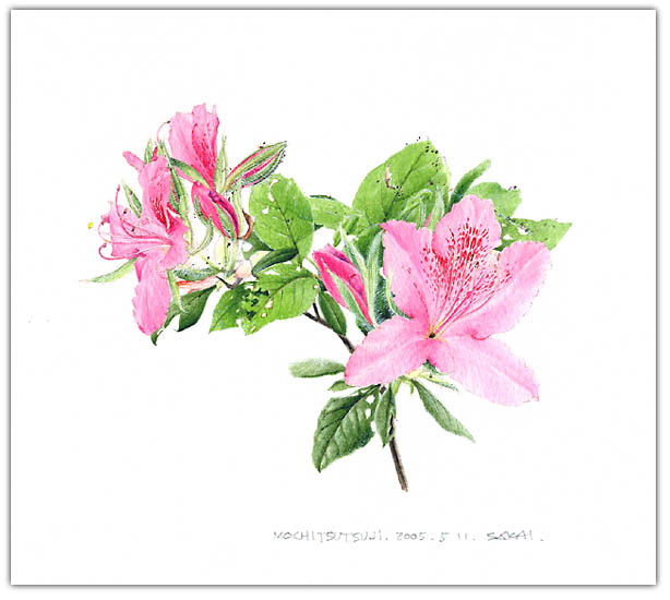 モチツツジの水彩画　ボタニカルアート