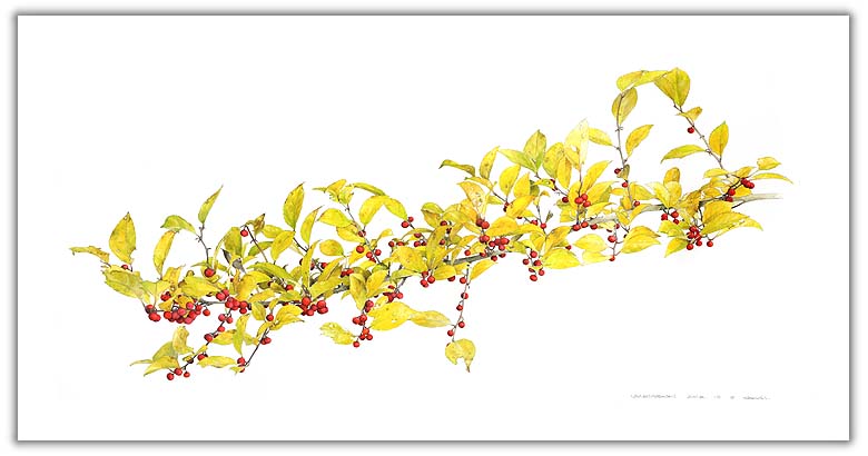 ウメモドキの水彩画　ボタニカルアート