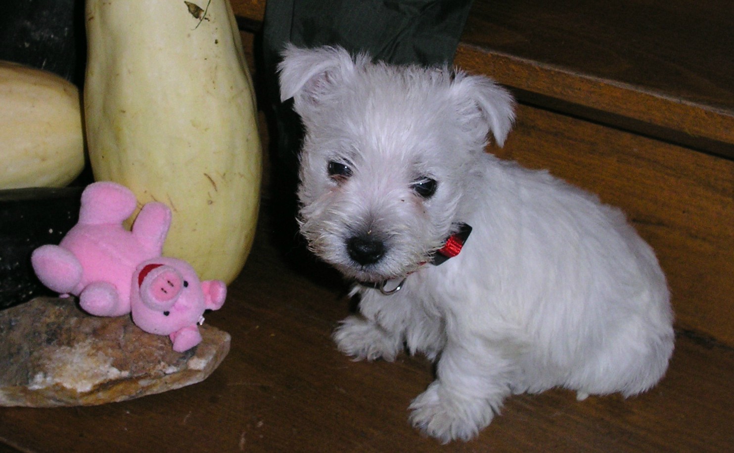 Ode à Courgette, notre Westie