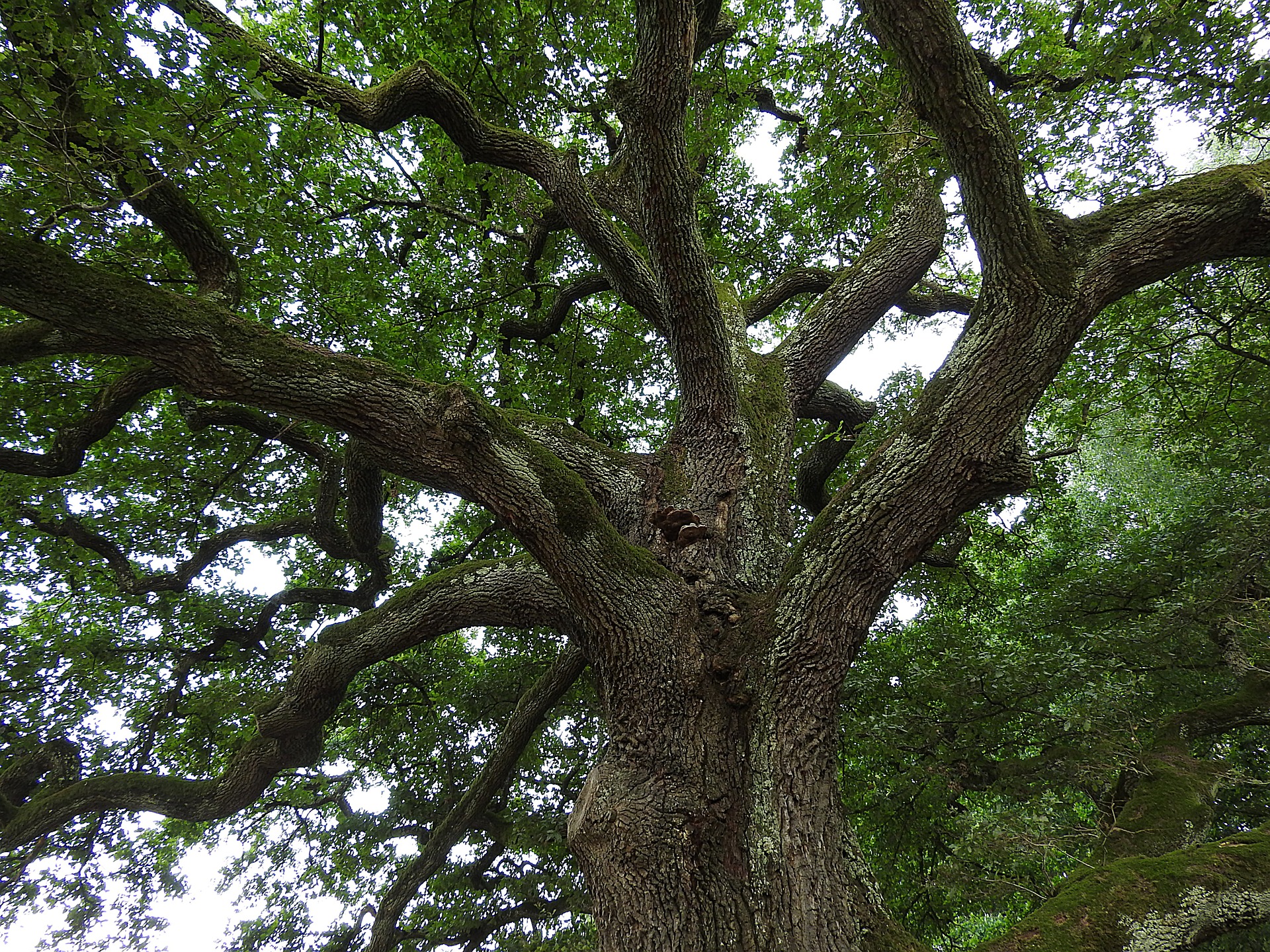 Les arbres et leur utilisation