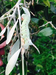 ギャー オリーブに虫が こんな時は 長崎オリーブ研究会 Jopa 長崎ばオリーブで元気にすーで 長崎でオリーブ の植樹普及活動中 ながさきダンカーズ倶楽部