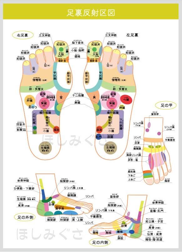 本物の 足つぼ 反射区 あしつぼ 足裏 マッサージツボグッズ 模型 数多い 文学+小説