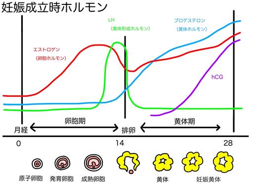 妊娠とホルモンの関係図