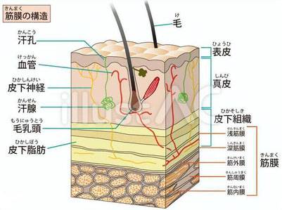 筋膜が関係する腰痛