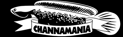 Channa/Snakeheads/Schlangenkopffische