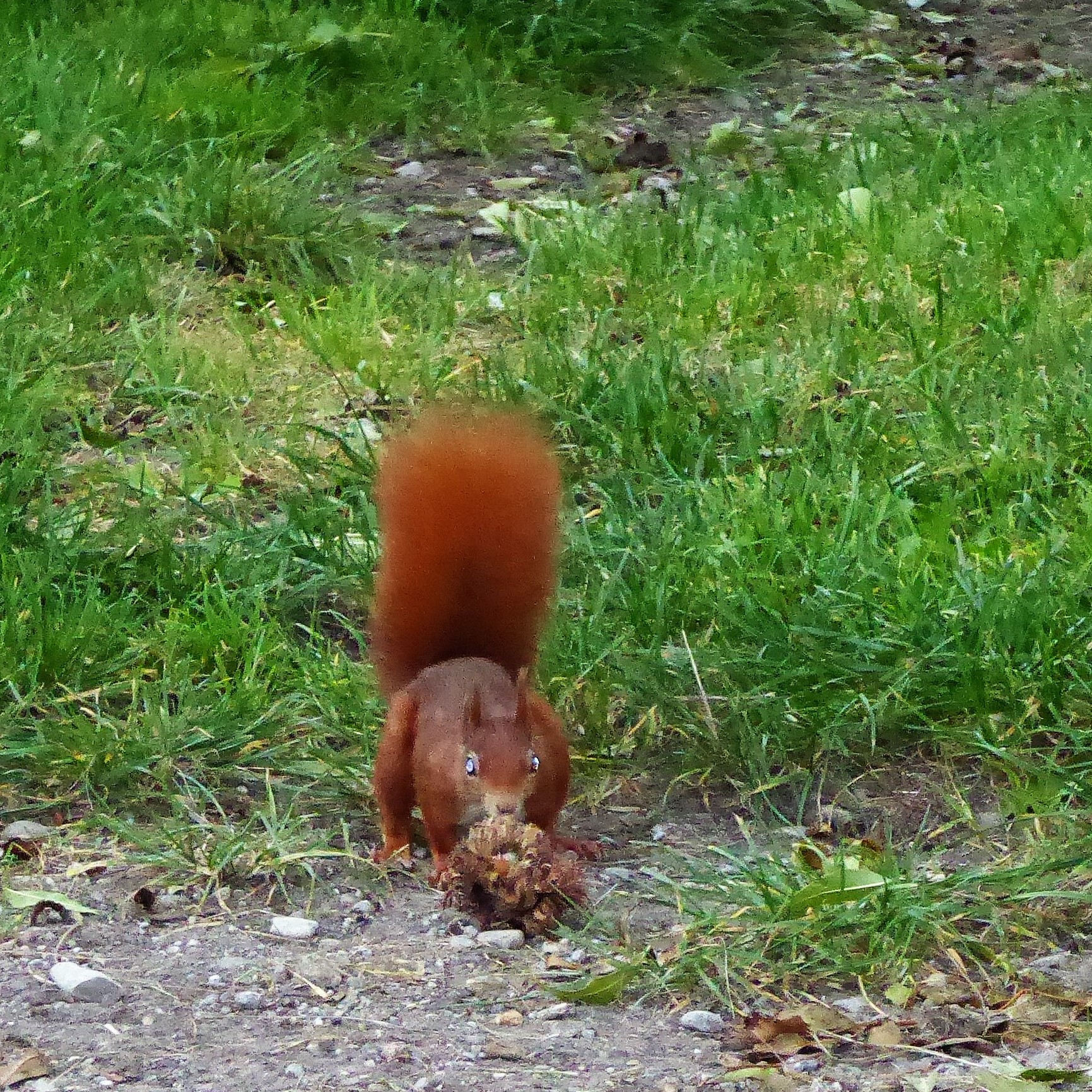 Eichhörnchen beim Knabbern