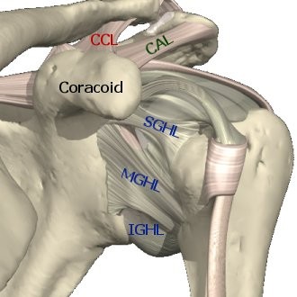 Afbeelding - overzicht spieren van de schouder