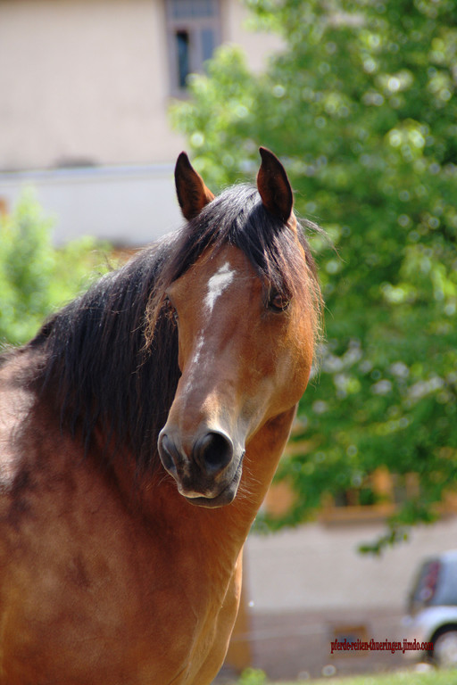 Morgan Horse / Rosa