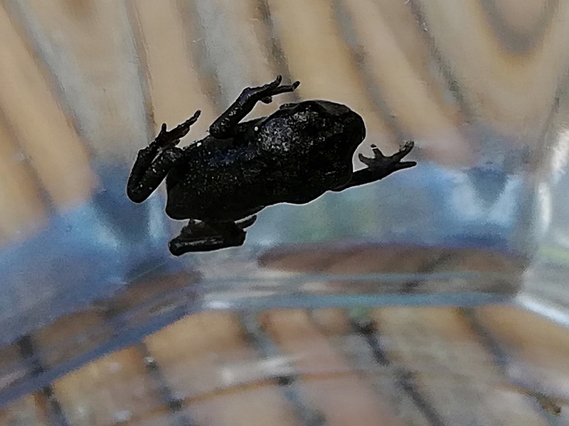 Frisch transformiert vom Quäppchen zur Erdkröte, ca. 2 cm gross - Freshly transformed from a tadpole to a common toad, size approx. 2 cm 