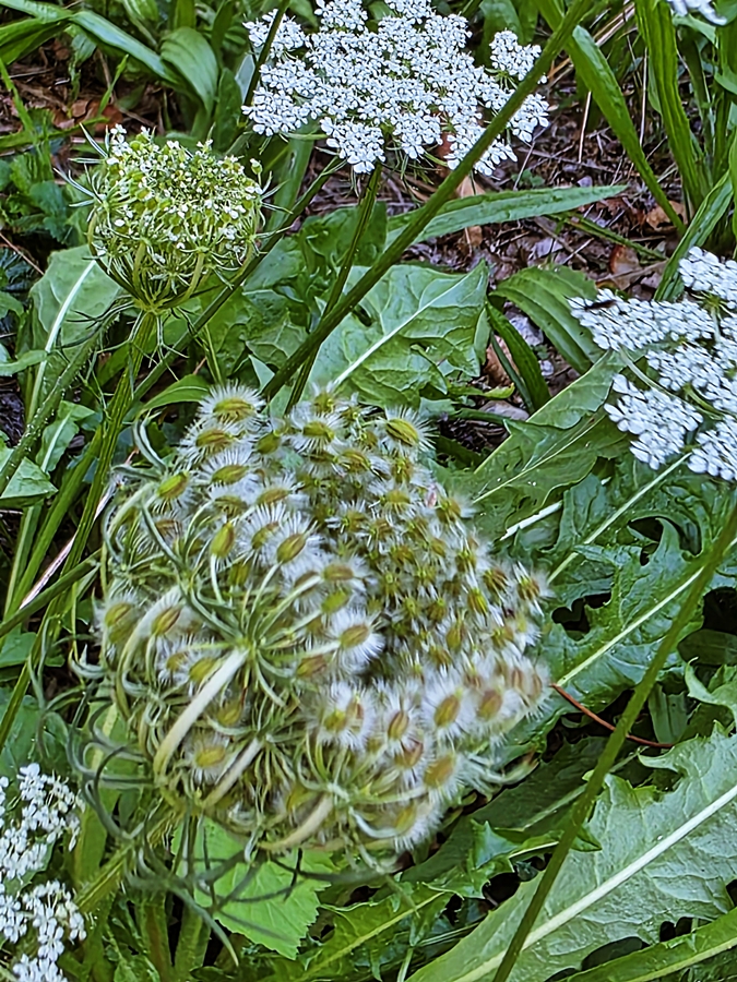Wilde Möhre - Queen Anne's lace / Daucus carota