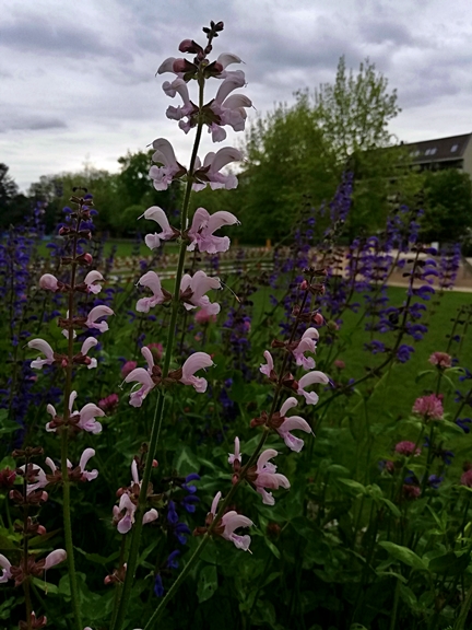 Oben grau in grau. Unten bunt. Wiesensalbei - Above grey in grey. Below colourful. Meadow ointment