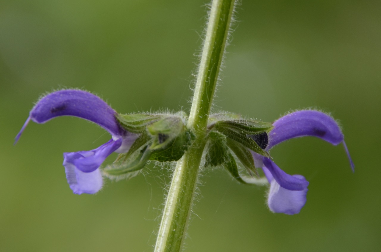 Wiesensalbei auf Balkonien - Meadow clary on staycation