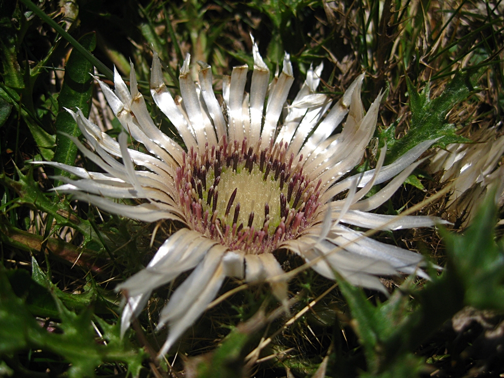 Silberdistel - Silver thistle - Carlina aucalis