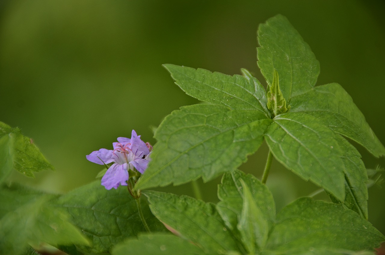 Knotiger Storchenschnabel - Geranium nodosum