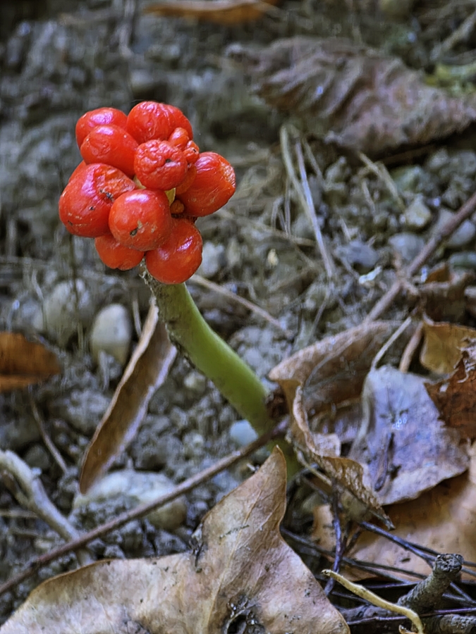Aronstab -  common arum / Arum maculatum