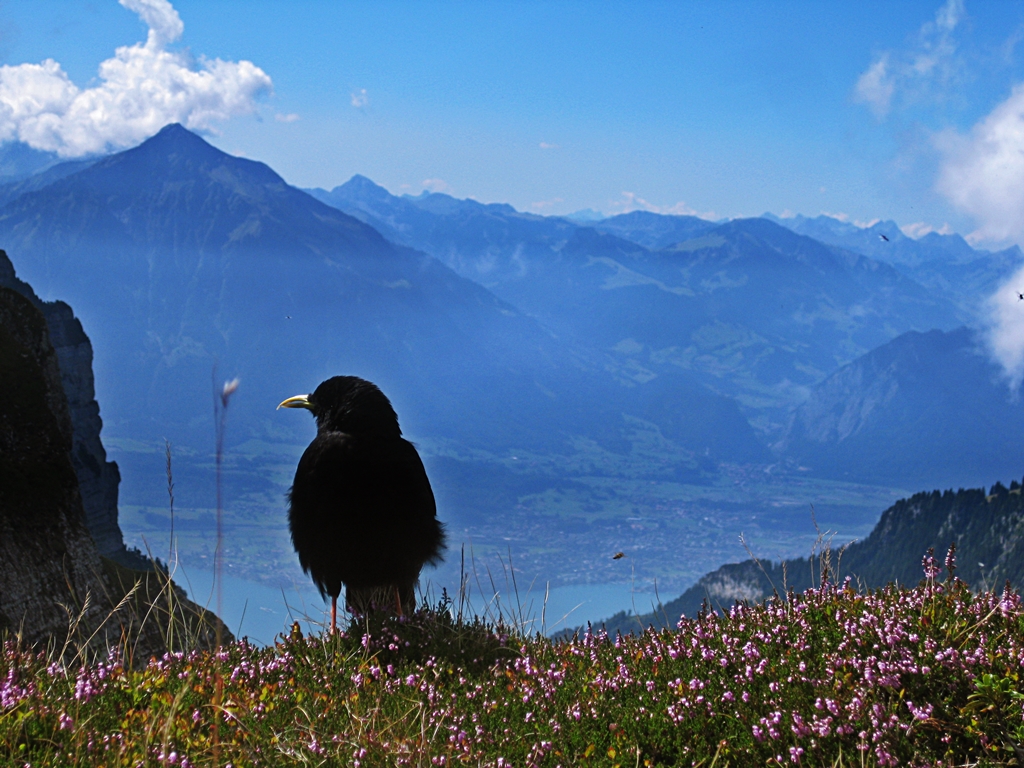 II Freund:innen da oben, unterhalb Faulensee und der Thunersee, vis à vis der Niesen (An yesen) - My crew up there, below Faulensee and Lake Thun, vis à vis the Niesen, older name An Yesen, Yesen means yellow gentian, which is still blooming thereup