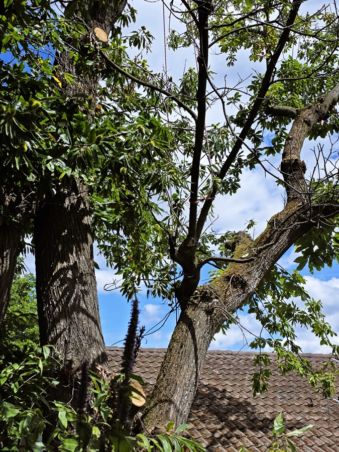 Bei den Umbauarbeiten vor acht Jahren wurden Wurzeln der Edelkastanie zerstört - During the renovation work eight years ago, the roots of the sweet chestnut tree were destroyed.