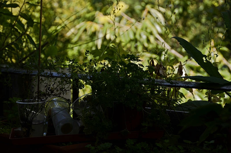 Johanniskraut und Petrasilie- Amber and parsley