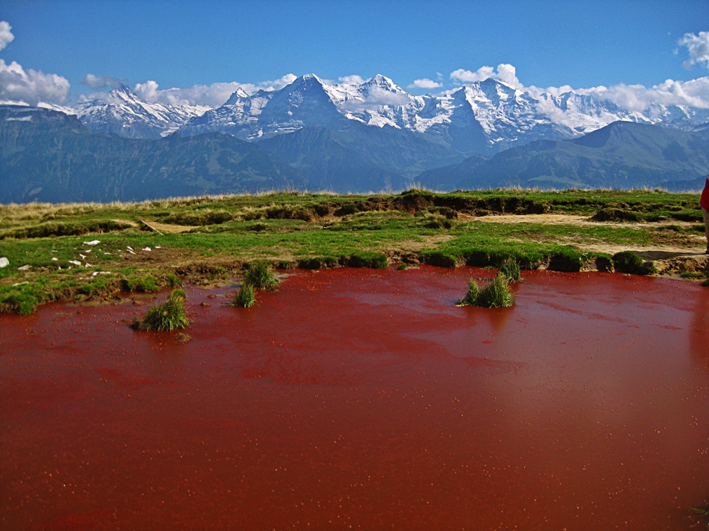 Süsswasserrotalgen vor Eiger, Mönch und Jungfrau - Freshwater red algae off the Eiger, Mönch and Jungfrau