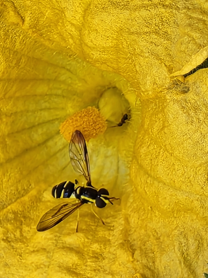 Kürbisblüte mit Wespe und Ameise auf meinem Balkon - Kürbisblüte mit Wespe und Ameise auf meinem Balkon