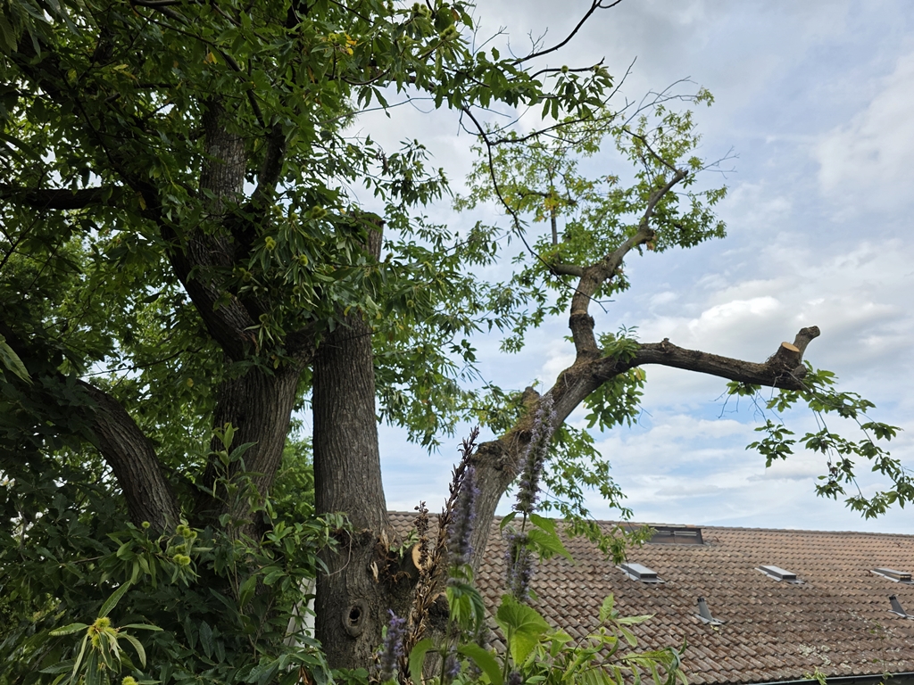 Es ist die älteste und grösste Edelkastanie in der ganzen Stadt - It is the oldest and largest sweet chestnut tree in the entire city.