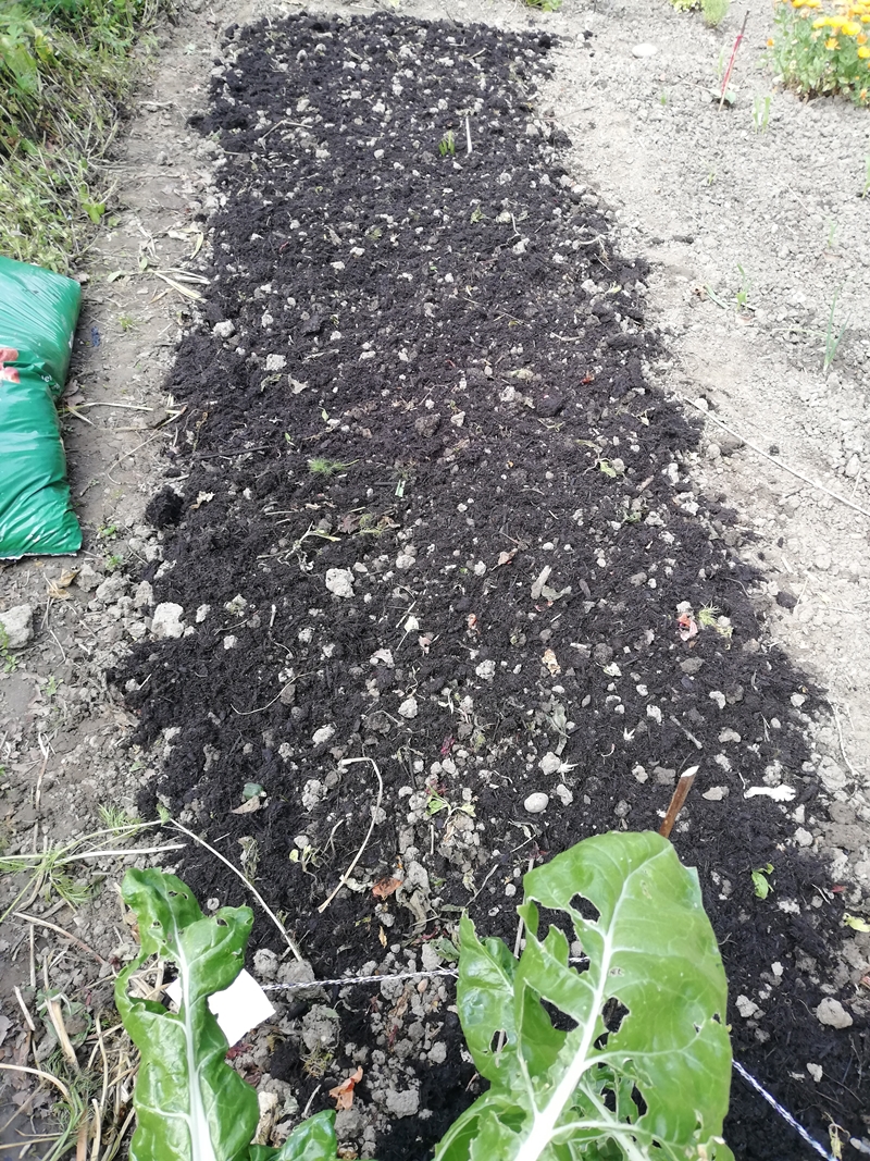 Im Vordergrund Blätter des weissen Mangold (Krautstiel) vom letzten Jahr - In the foreground leaves of the white chard (cabbage stalk) from last year 