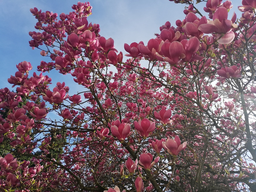 Die Magnolienkönigin am ersten Blütetag letzten Mittwoch - The Magnolia Queen on her first day of flowering last Wednesday