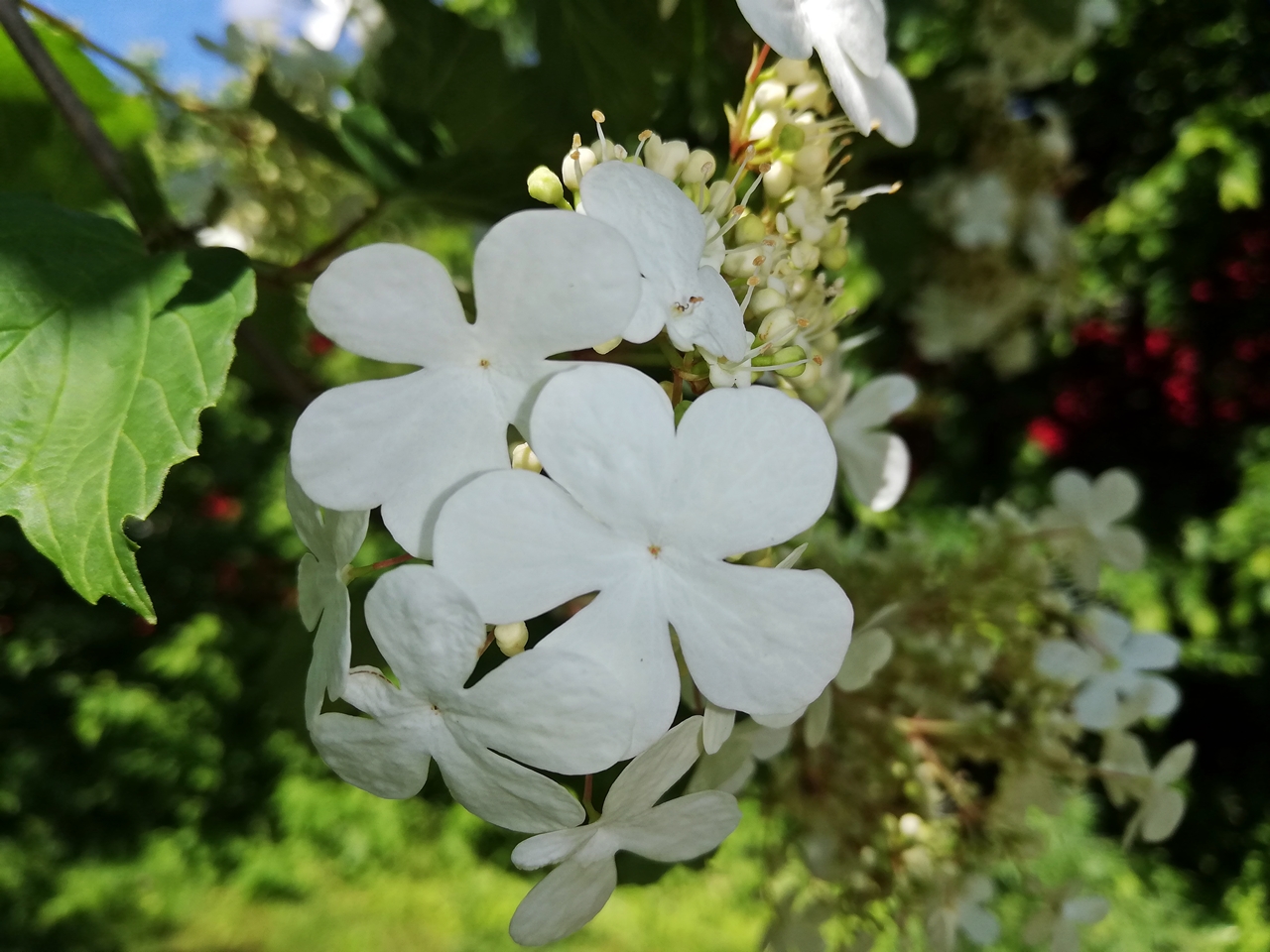 Schneeball - Snwoball/guelder rose, viburnum opulus