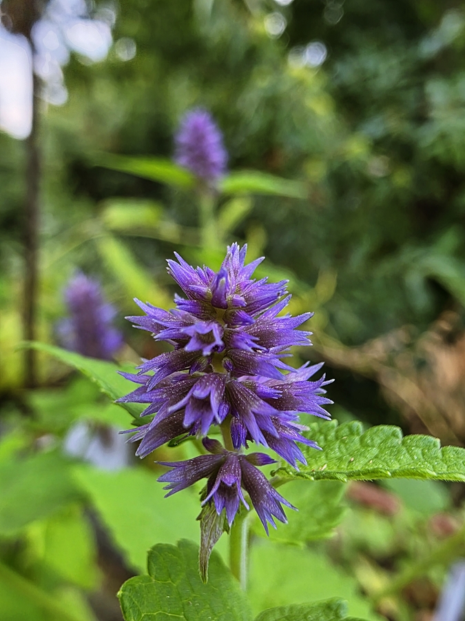 Ysop - Hyssop