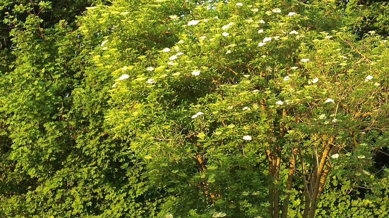 Holunder im Abendlicht (leider nur Handyfoto) - Elderberry in the evening light (unfortunately only mobile photo)