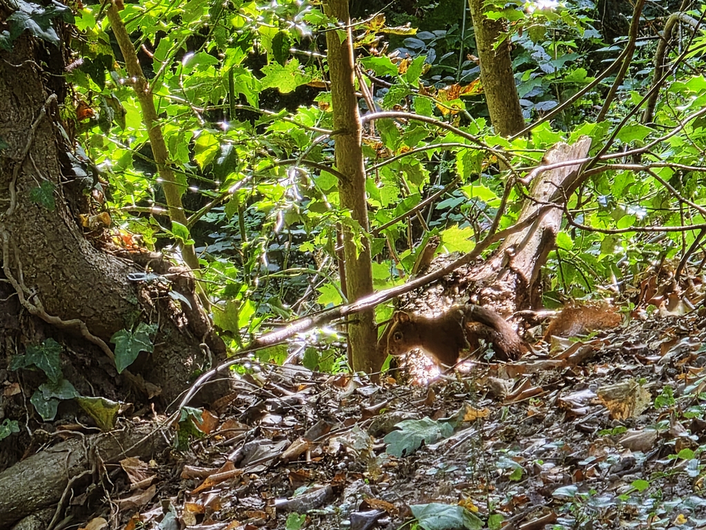 Eichhörnchen im Park - Squirrel in the park