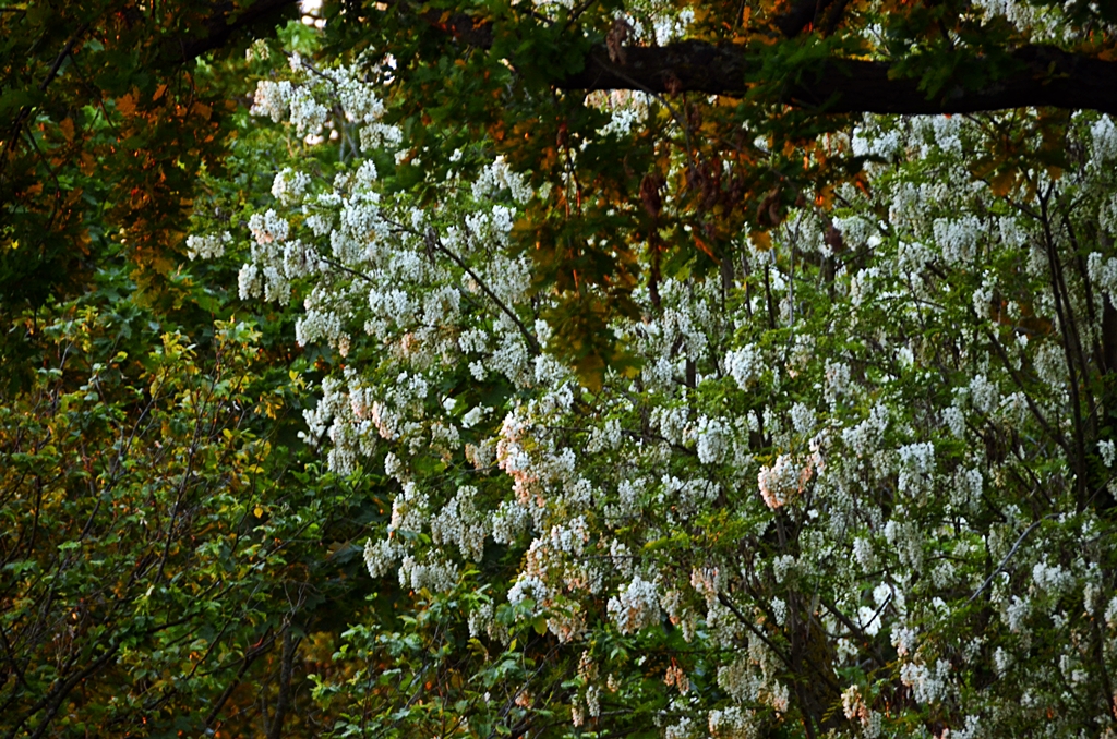 letztes Sonnenlicht auf den Blüten der Robinie und den Blättern der Eiche - Last sunlight on the robinia blossoms and the oak's leaves