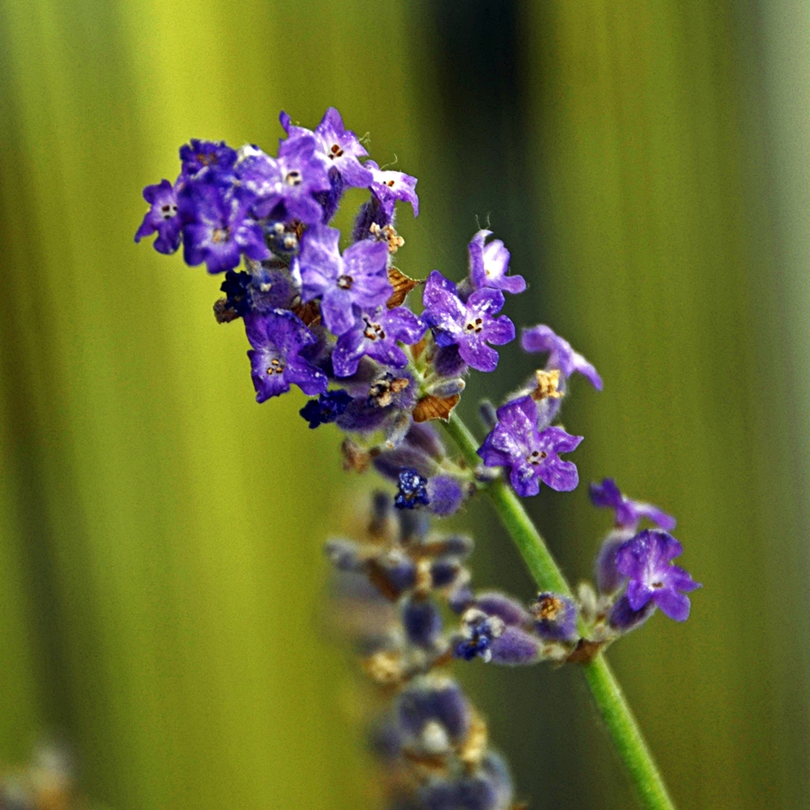 Lavendel - Lavender