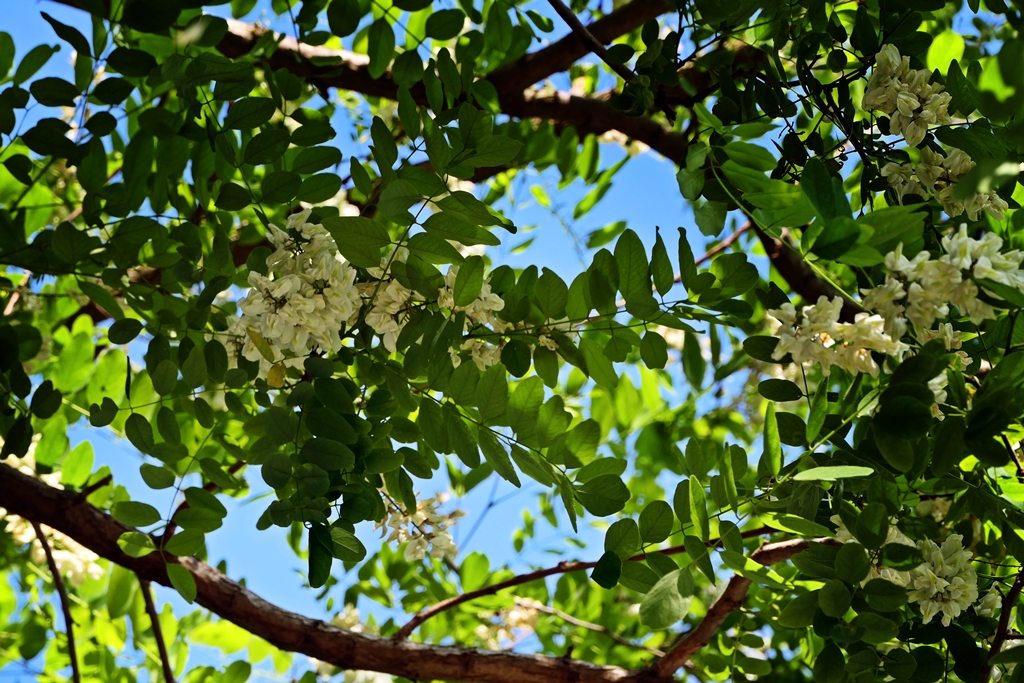 Robinie - Robinia