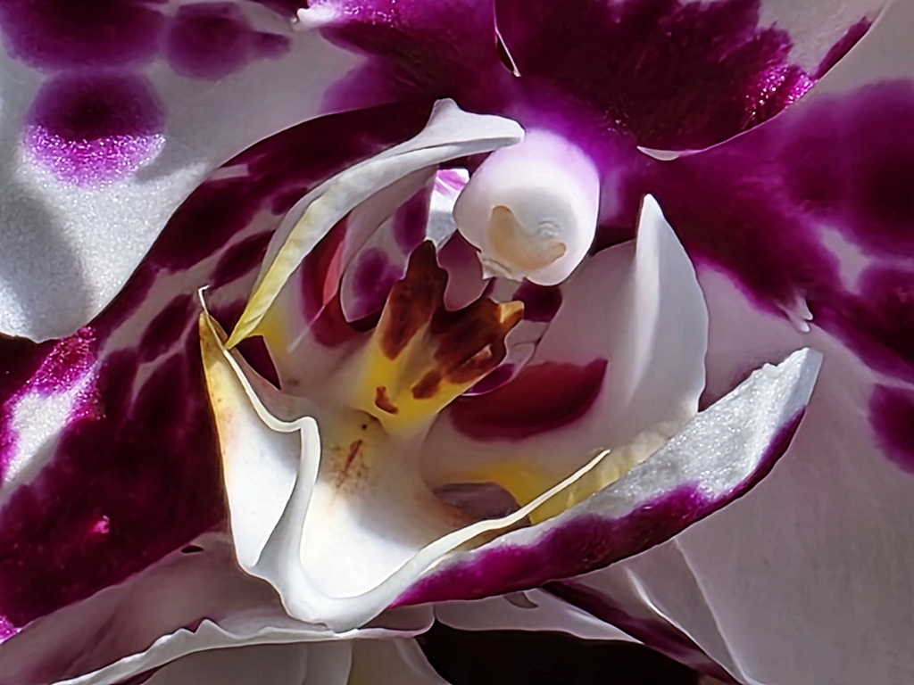 Die Orchideen blühen - The orchids are blooming