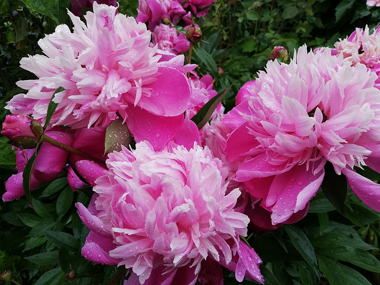 Pfingstrosen sanft verregnet - Peonies sprayed with rain