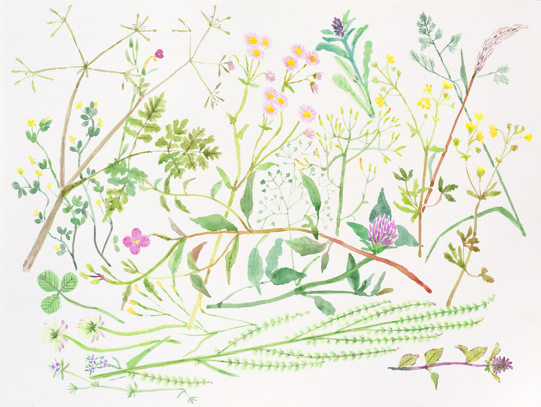 5/30-6/14 佐々木愛「家と草花」展 - 夕書房 SEKI SHOBO 5/30-6/14 佐々木愛「家と草花」展 - 夕書房 SEKI SHOBO